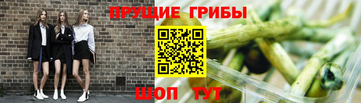 Галлюциногенные грибы Psilocybe Коркино